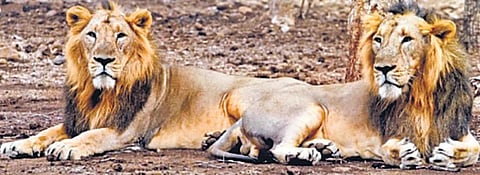 Asiatic lion population set to double in India