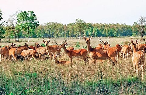Translocation of Kanha antlers done successfully