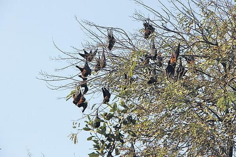 Fruit Bats roosting in the leaves of trees on Janpath, pine and palm — the two varieties that Brits planted as they missed home. (File Photo)