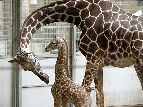 Image of a giraffe used for representational purposes. (Photo | AP)