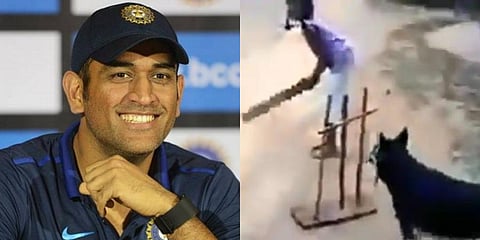 Indian cricketer MS Dhoni and a screengrab from a video where a dog can be seen playing cricket with children. (Photo | PTI and Twitter)