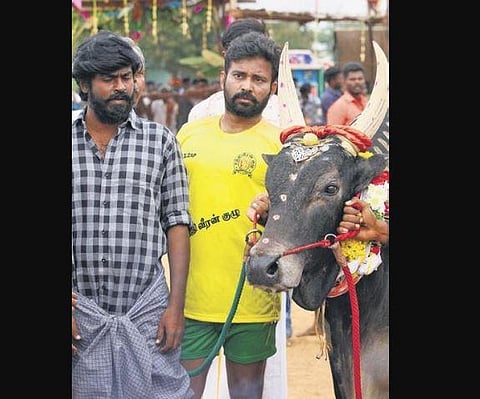 Titled Therum Porum, the film, which is currently being shot in Sivaganga, features the Attakathi actor as a jallikattu player