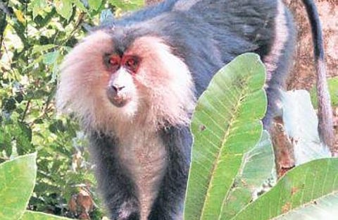 KPCL applies for geotech studies for Sharavathi project in Western Ghats sanctuary