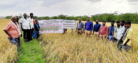 ICAR introduces paddy resistant to salinity
