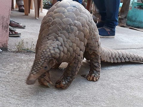 Image of a Pangolin used for representational purpose. (Photo | EPS)