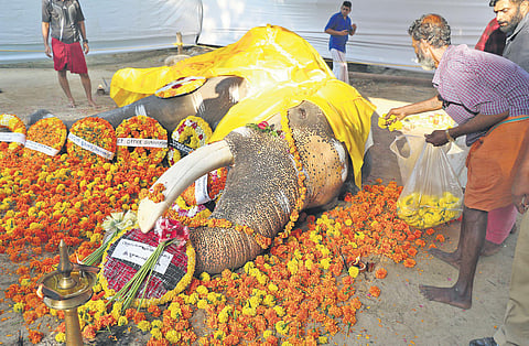 Guruvayur Padmanabhan’s body kept for public to pay last respects at Guruvayur Punnathurkotta