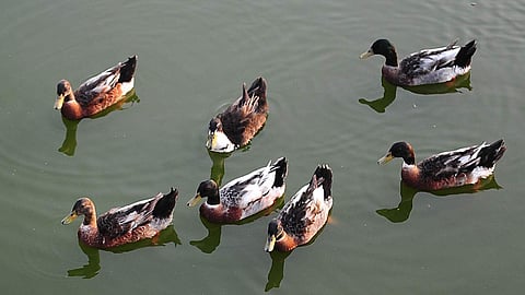 Image of ducks used for representational purpose only