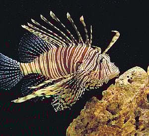 Get up close to whale shark, dolphins and lot more at CMFRI museum