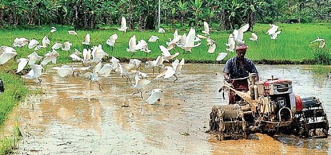 Union Budget 2020: Miles to go on the rural road