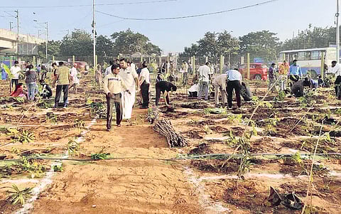 Training classes are also conducted in the city for adopting Miyawaki in industries and public spaces
