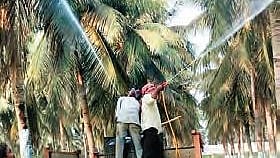 Farmers in Dharmapuri urged the horticulture department to take steps to prevent the spread of whitefly infestation which could potentially cripple the coconut production in the district. 