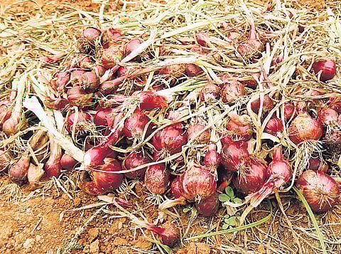 Centre set to lift KP onion export ban soon