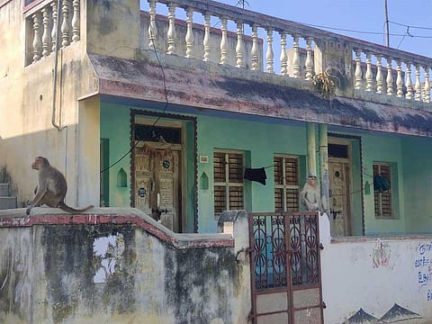 Monkeys drive Thuraiyur villagers to wits’ end