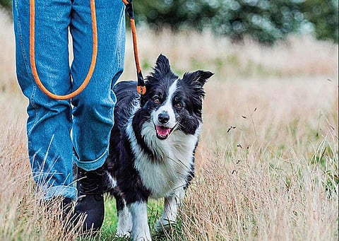 Why walking your dog is important