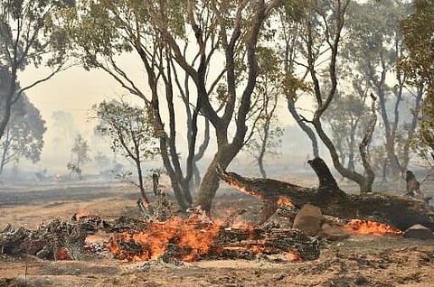 A bushfire burns near the town of Bumbalong, south of Canberra on February 2, 2020. (Photo | AFP)