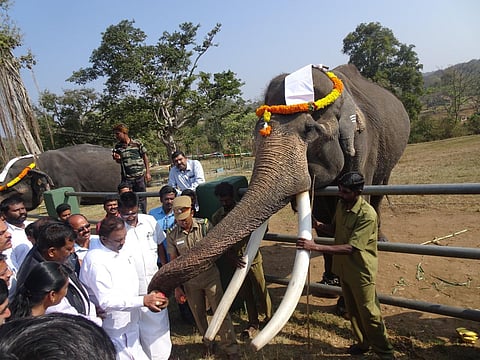 The elephants are maintained to assist the forest department in driving away wild elephants that enter into farmlands and human habitats. (Photo | EPS)