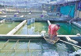 Manoj V S at his farm in Keezhillam. (Right) Deepa displaying ornamental fish kept for sale    Albin Mathew