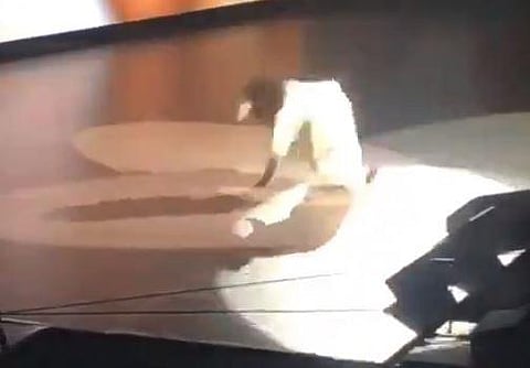 Oprah Winfrey falls on stage during her motivational tour event. (Photo | Twitter screenshot)