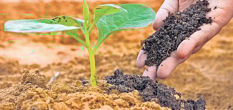 Vegetables and other short-term crops prefer their nitrogen as nitrates