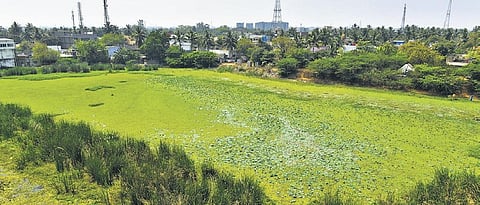 The dry pond is enveloped by massive weeds  D Sampathkumar