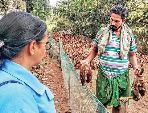 Animal Husbandry Department officials examining the dead ducks in a farm at Upper Kuttanad on Wednesday | Express