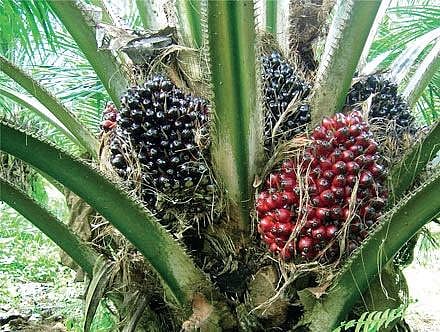 Telangana to expand oil palm cultivation