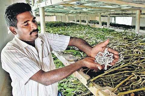 The worms feed on mulberry leaves before producing the cocoon  U Rakesh Kumar