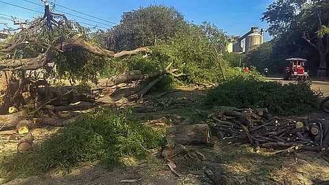 Trees to make way for Karur-Puliyur road