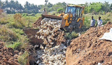 Thousands of birds were culled near Naguvanahalli farm and scientifically disposed of on the outskirts of Mysuru on Tuesday | Udayshankar S