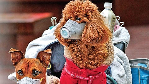 Can pets contract Covid-19?