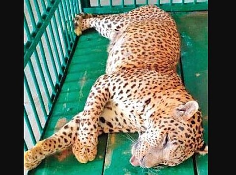The death of the big cat raises concern, as the Zoo authorities are yet to overcome the tick bite menace despite steeping up measures to curb it.