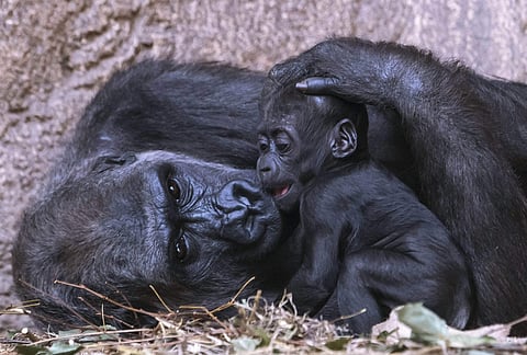 For representational purposes (Photo: AP)