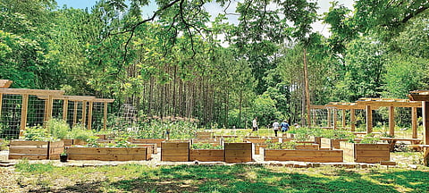 Building food forest for the family