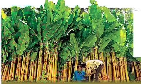 All hail the banana leaf!