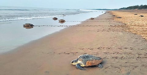 While mass nesting at Gahirmatha is over, it is continuing at Rushikulya. It is estimated that around six crore eggs will be laid this year.