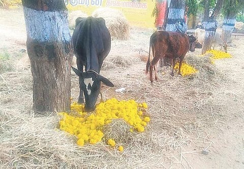 Chelladurai, a Kuthapanchan floriculturist fed his cow the marigold flowers he had cultivated, as the flower markets were shut on Wednesday | express