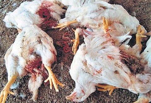 Short of feed, Chicken pecked each other to death at a broiler farm in Udumalaipet  | EXPRESS