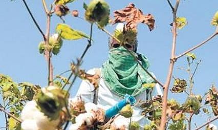 A farmer spraying pesticide at Padalur in Perambalur | MK Ashok Kumar