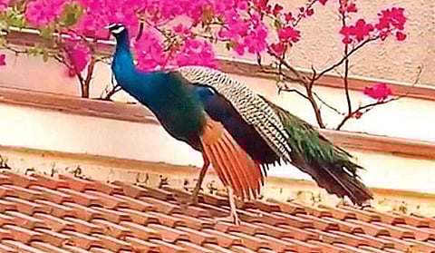A peacock seen on the roof of a house at Malleswaram in Bengaluru on Monday