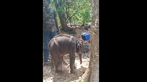 The rescued four-month-old elephant calf.