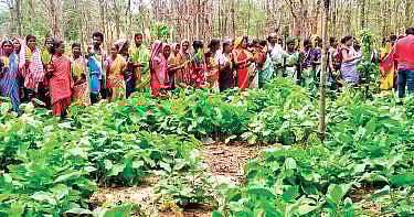 Odisha's Kendu leaf pluckers.