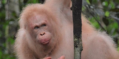 This undated handout photo released by Borneo Orangutan Survival Foundation on March 4, 2020 shows Alba, the world’s only known albino orangutan, in a Borneo rainforest. (Photo | AFP)