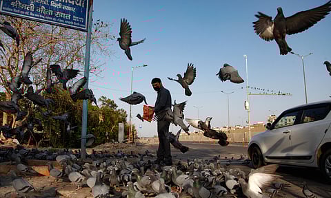 A Man feeds pigeons during the countrywide lockdown to control the spread of coronavirus in Delhi on Wednesday.  (Photo | Anil Shakya/EPS)