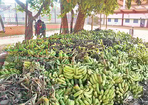 Despite bumper crop, horticulture farmers in Andhra stare at huge losses