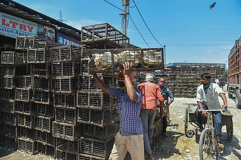 A vendor carries broiler chickens at Ghazipur market during the nationwide lockdown to curb the spread of coronavirus in New Delhi Sunday April 12 2020. (Photo | PTI)