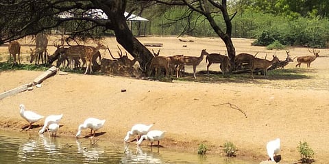 Deers take shelter near the water trench in Karimnagar. (File Photo | EPS)