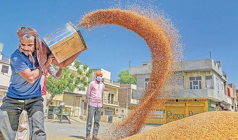 A labourer piles up wheat at the grain market of Bathinda, Punjab, on Wednesday | PTI