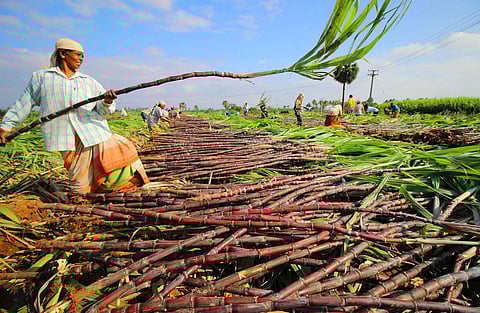 Sugar cane harvestion (Photo| KK Sundar, EPS)