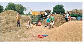 Farmers harvesting rabi paddy. (Photo | EPS)