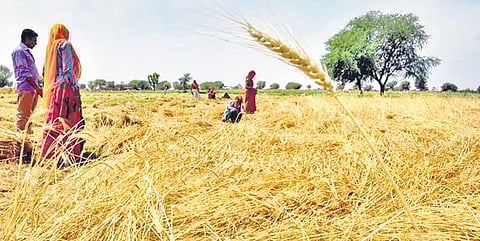 On the farmers’ demand, the state government had requested the central government to increase the purchase limit.